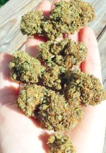 Strawberry Gelato Strain