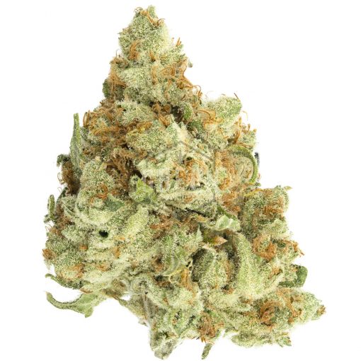 Golden-Goat- Golden Goat