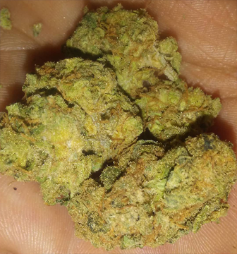 Moby Dick Strain Moby Dick Strain