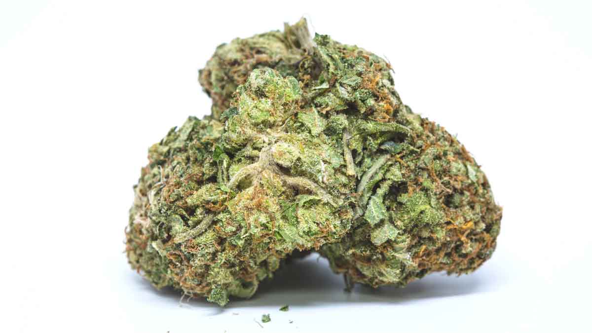 OG Kush Strain OG Kush Strain