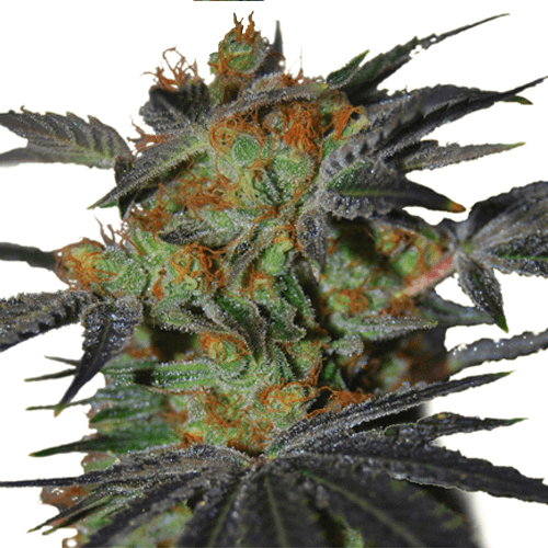 agent-orange-seeds-fem_600x600_crop_center.png