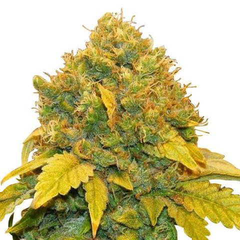 banana-kush-seeds-fem_large-1.jpg