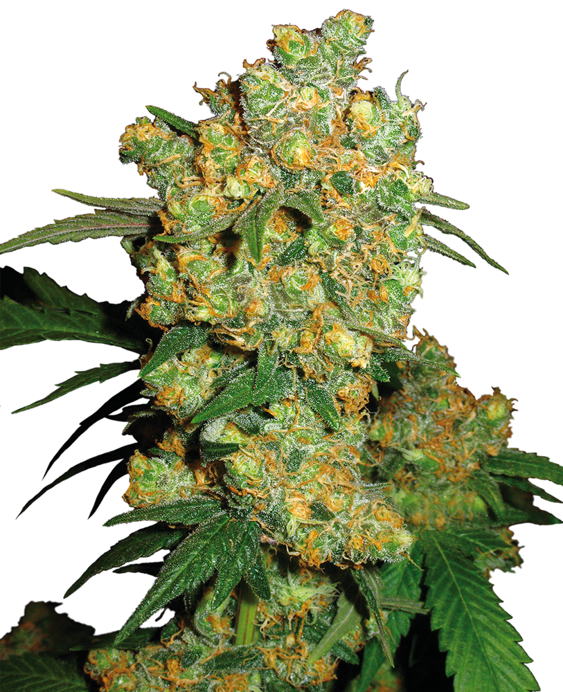 big-bud-feminized-xl-1-1.png
