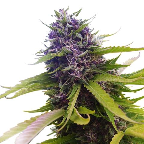blueberry-marijuana-seeds_large-2.jpg