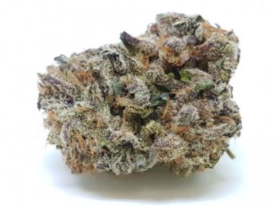 buy Purple Crack Strain