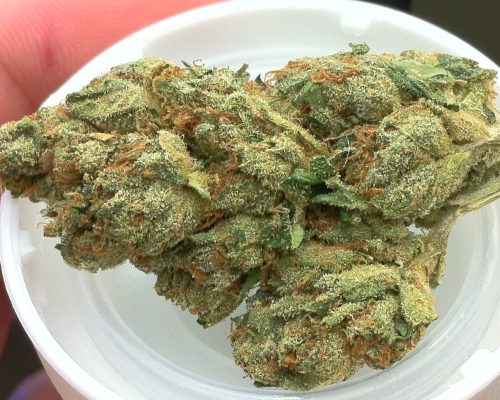 alaskan thunder fuck Strain