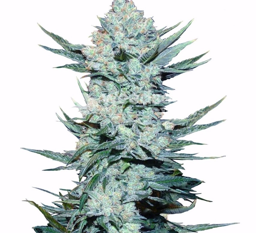 girl-scout-cookies-feminized-plant-1.jpg