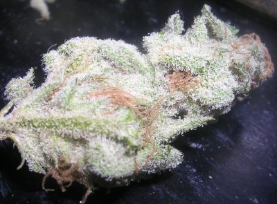 White Widow Strain