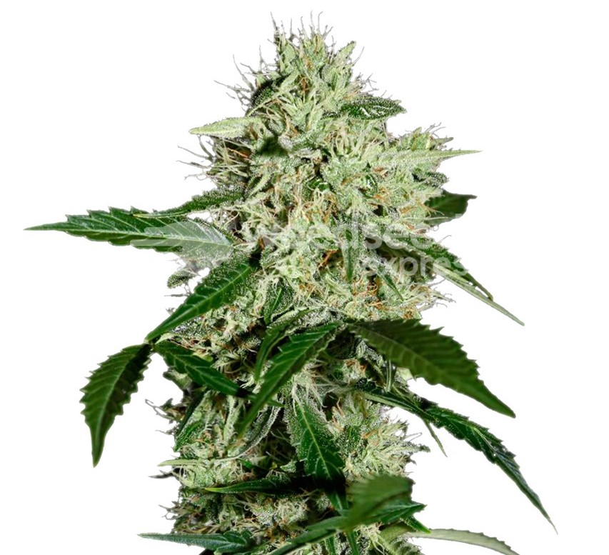 northern-lights-feminized-plant-2-1.jpg